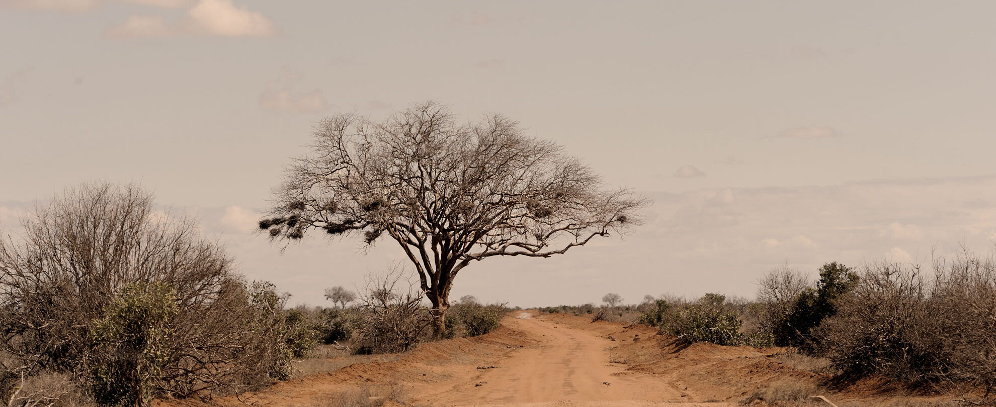 Lone tree with bird nests in the African veld